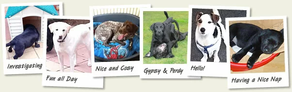 happy dogs in kennels