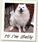 Sully the white fluffy dog